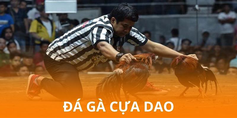 Đá Gà Cựa Dao - Khám Phá Trận Chiến Kịch Tính Nảy Lửa