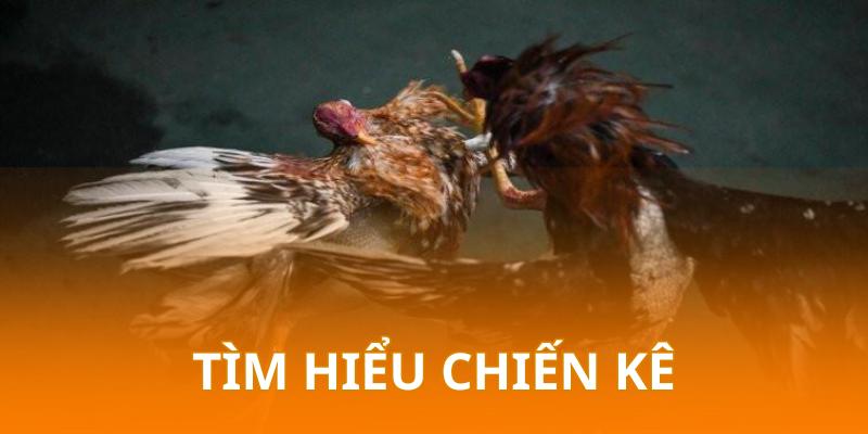 Hội viên cần tìm hiểu kỹ càng trước khi chọn chiến kê