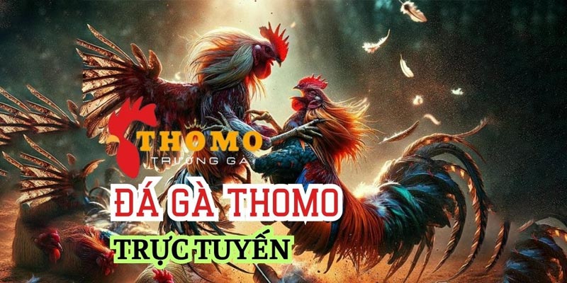 Quy định đặt cược tại trường gà thomo