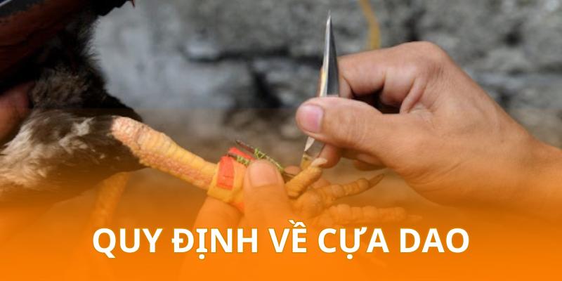 Cựa dao trước khi thi đấu đều phải được kiểm tra kỹ lưỡng